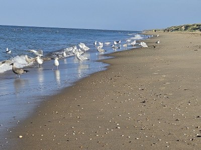 Holiday apartment DÃ¼nenGras - Environment photo 32