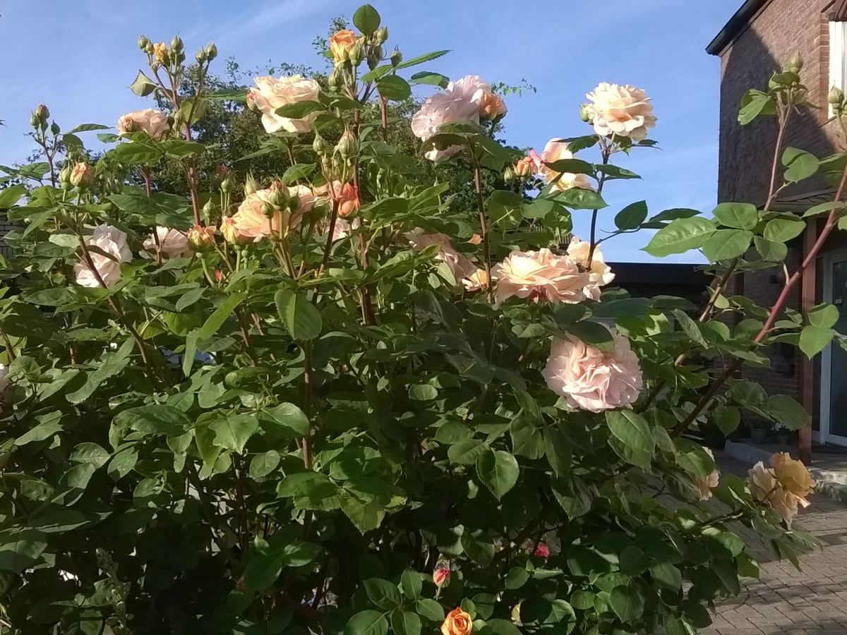 Holiday apartment Bargteheide - Outdoor photo 3