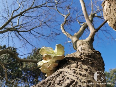 Holiday house Bodhi Beach House - Environment photo 21