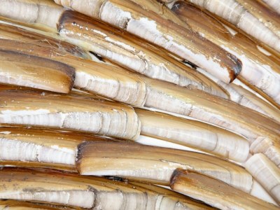 Holiday house Holiday home near dunes with wellness garden - Outdoor photo 39