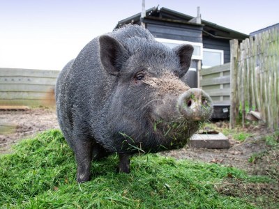 Holiday house Gemütlicher und grüner Texel-Urlaub für zwei - Outdoor photo 36