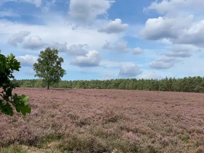 Apartment Ferienwohnung in Fassberg - Environment photo 21