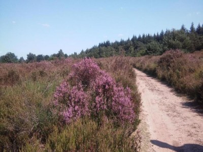 Holiday park Wellness Cabin in Netherlands with Outdoor Spa - Environment photo 18