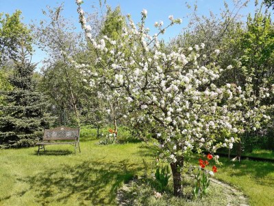 Holiday house Großzügiges Ferienhaus in Bad Saarow - Outdoor photo 12