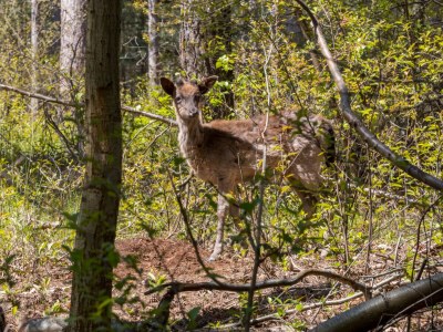 Holiday house Burgh-Haamstede | ZE186 - Environment photo 27