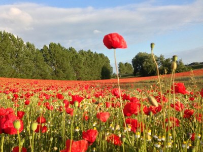 Apartment Wohnung mit großem Garten an der Ostseeküste - Environment photo 18