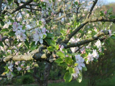 Apartment Wohnung mit großem Garten an der Ostseeküste - Outdoor photo 40