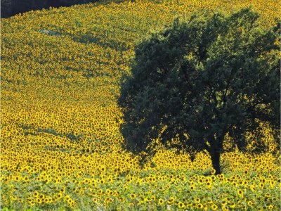 Apartment Luxury Retreat in Montevettolini - Environment photo 31