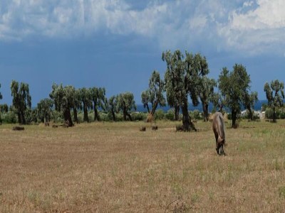 Holiday house Villa in Ostuni’s White City - Environment photo 34