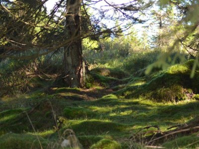Apartment Charmantes Refugium, Harz - Environment photo 32
