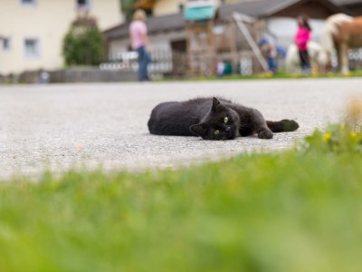 Apartment Kleine Ferienwohnung "Almfleckl" - Outdoor photo 14