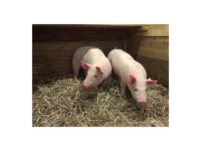 Apartment Kleine Ferienwohnung "Almfleckl" - Outdoor photo 15