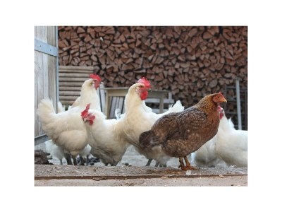 Apartment Kleine Ferienwohnung "Almfleckl" - Outdoor photo 16