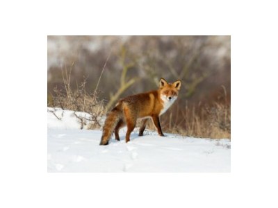 Holiday house De Schutse Bergen NH - Environment photo 23