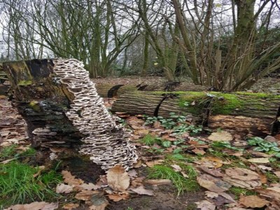 Holiday park Lodge in Arcen am Erholungssee - Environment photo 30