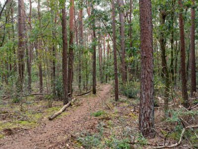 Holiday house Holiday Home in Gelderland near Woodlands - Environment photo 32