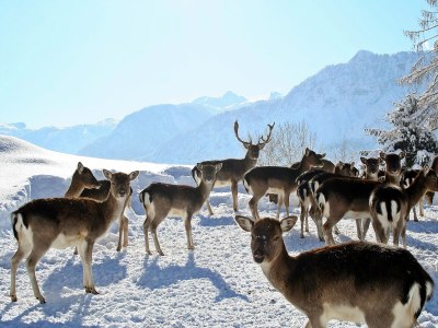 Holiday house Forstinger - Environment photo 17