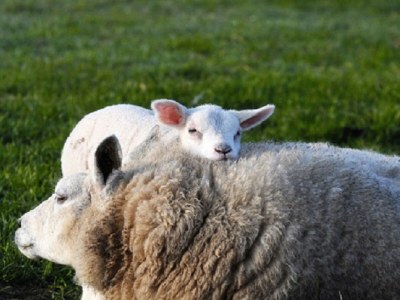 Holiday house 't Veldje - Environment photo 26