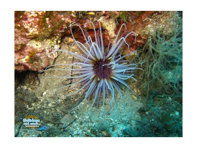 Apartment Angelos Paradise - Environment photo 18