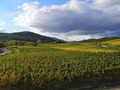 Holiday park Peaceful Alsace Retreat - Environment photo 16