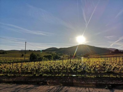 Holiday park Peaceful Alsace Retreat - Environment photo 17