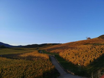 Holiday park Peaceful Alsace Retreat - Environment photo 18