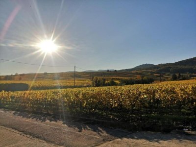 Holiday park Peaceful Alsace Retreat - Environment photo 36