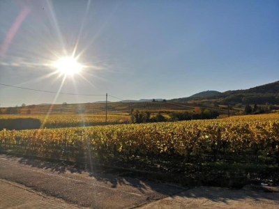 Holiday park Apartment in Bergheim near Alsace Vineyards - Environment photo 17