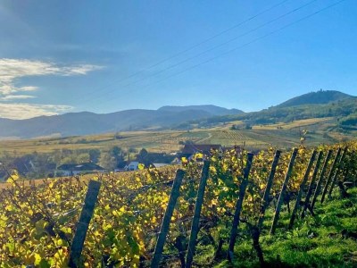 Holiday park Apartment in Bergheim near Alsace Vineyards - Environment photo 18