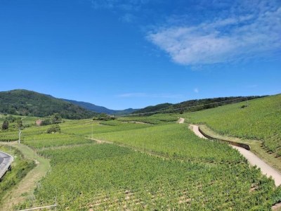 Holiday park Apartment in Bergheim near Alsace Vineyards - Environment photo 25