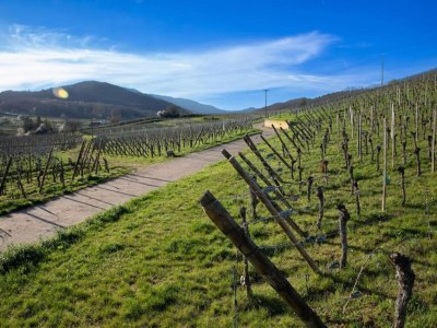 Holiday park Apartment in Bergheim near Alsace Vineyards - Environment photo 26