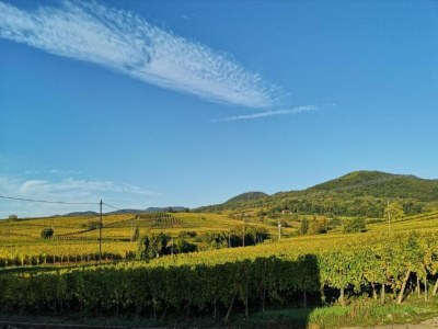 Holiday park Apartment in Bergheim near Alsace Vineyards - Environment photo 30