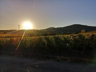 Holiday park Apartment in Bergheim near Alsace Vineyards - Environment photo 33