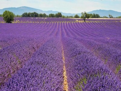 Holiday park Wohnung in Gréoux-Les-Bains nahe Seen - Environment photo 29