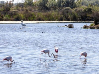 Holiday park Resort in Arles near Camargue Flamingos - Environment photo 29