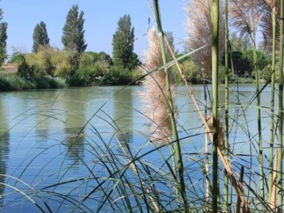 Holiday park Resort in Arles near Camargue Flamingos - Environment photo 33