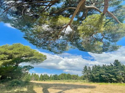 Holiday park Gemütliches Landhaus in Les Alpilles - Environment photo 15