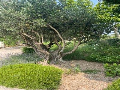 Holiday park Gemütliches Landhaus in Les Alpilles - Environment photo 24