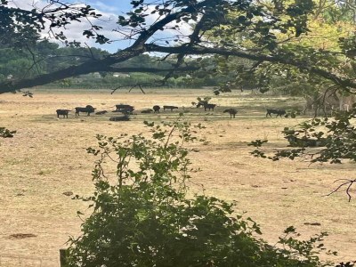 Holiday park Wohnung in Le Paradou mit Pool & Sauna - Environment photo 32