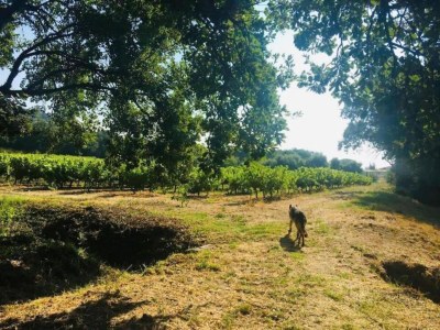 Holiday park Apartment in France with Pool & Quiet Setting - Environment photo 17