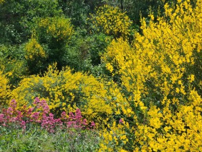 Holiday park Maisonette in Gordes near Vaucluse Hills - Environment photo 25
