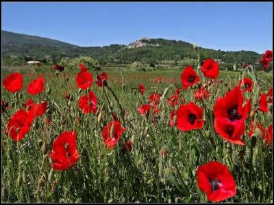 Holiday park Apartment in Bonnieux near Lavender Fields - Environment photo 27