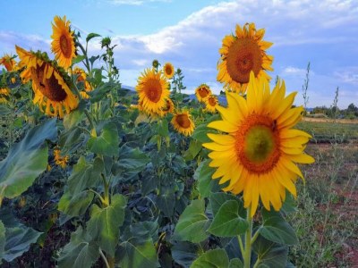 Holiday park Apartment in Bonnieux near Lavender Fields - Environment photo 28