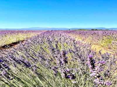 Holiday park Apartment in Bonnieux near Lavender Fields - Environment photo 33