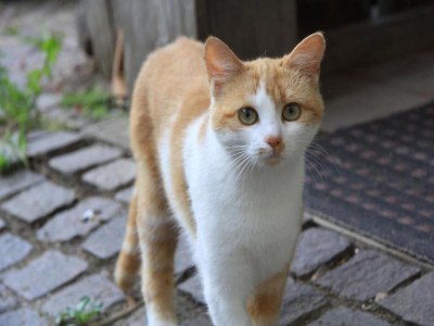 Holiday park Holiday Home in Sarlat near Grottes de Lascaux - Outdoor photo 40