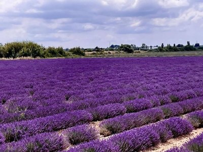 Holiday park Maisonette in Aigues-Mortes bei Camargue - Environment photo 28