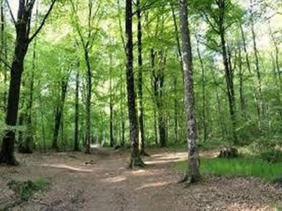 Holiday park Holiday Home in Bretagne by Emerald Coast - Environment photo 18