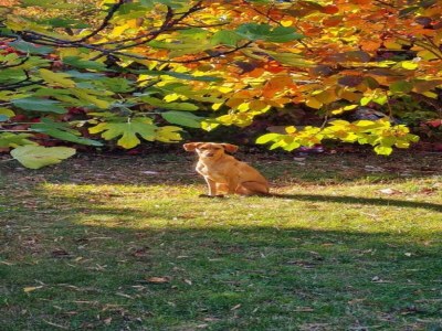 Holiday park Chalet in Auris-en-Oisans mit Balkonblick - Environment photo 26