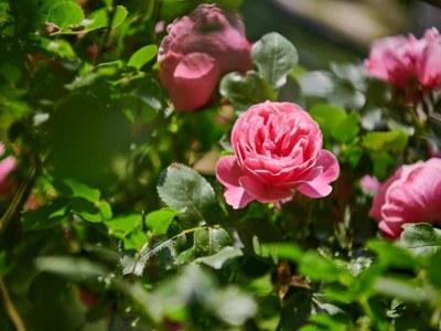 Holiday park Chalet in Auris-en-Oisans mit Balkonblick - Environment photo 33