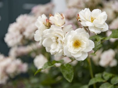 Holiday house Reethaus 1799 - Outdoor photo 9